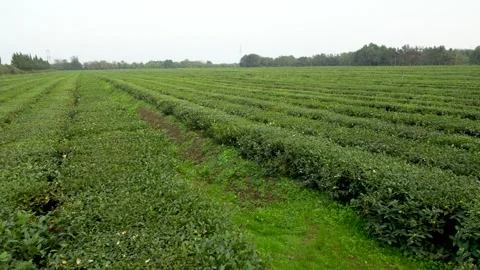 Tea plantation landscape Stock Footage 320158669