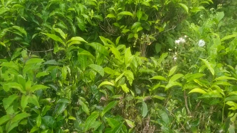 Tea Plantation Landscape with Mountain and Cloudy Sky in Rural Indonesia Stock Footage 325514059