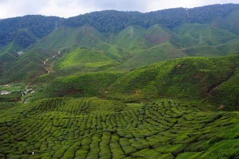 Tea plantation landscape Stock Photos