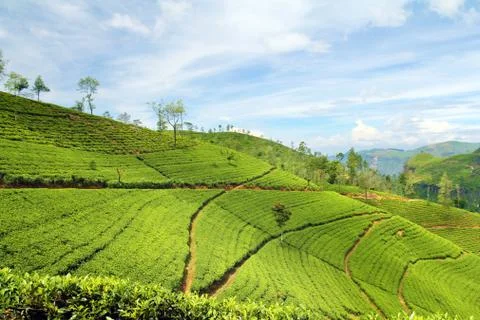 Tea plantation landscape Stock Photos