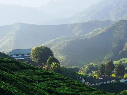 Tea plantation landscape Stock Photos