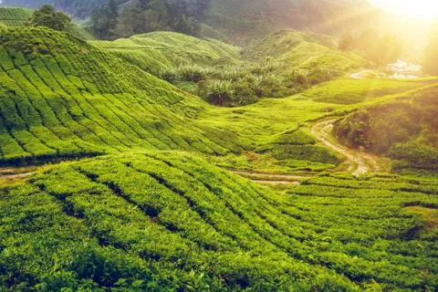 Tea plantation in Malaysia Stock Photos