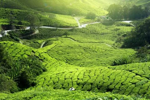 Tea plantation in mist Stock Photos