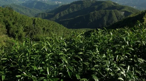Tea plantation in Mount Ali. Taiwan Stock Footage 44130072