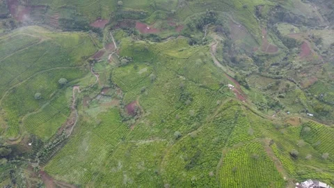 Tea Plantation in the Mountain Video stock 242142701