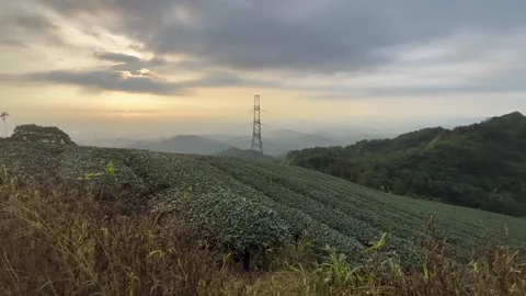 Tea Plantation on the Mountain Stock Footage 246067247