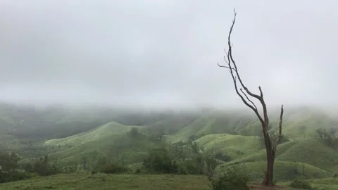 Tea plantation in Munnar, India Stock Footage 272153543