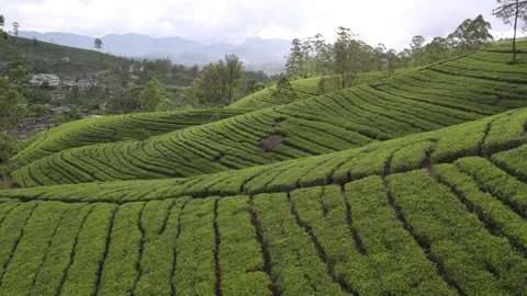 Tea plantation neat rows drone aerial in Nuwara eliya Sri Lanka Видео 332501512