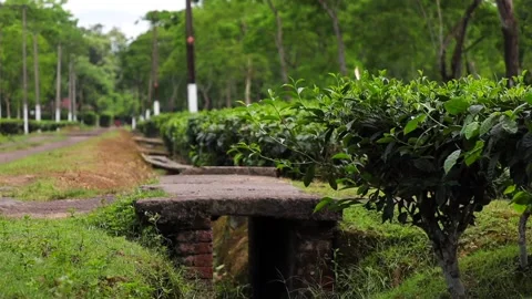 Tea Plantation Path and Traditional Drainage Bridge Stock Footage 341675679