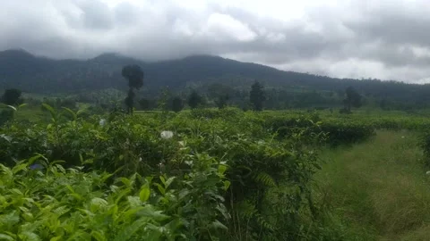 Tea Plantation Path with Mountain and Cloudy Sky Background Stock Footage 326834832