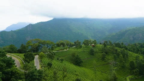 Tea Plantation patterns alongside the mountains of Kotagiri Stock Footage 263615829