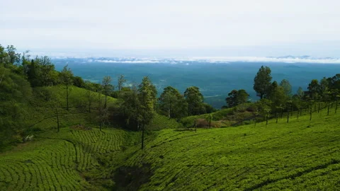 Tea Plantation patterns kotagiri Stock Footage 263615833