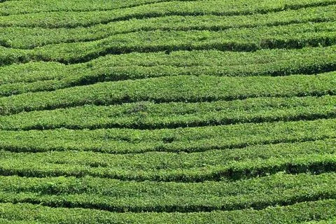 Tea Plantation Patterns 写真素材