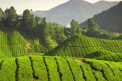 Tea plantation Stock Photos