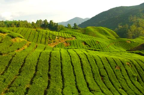 Tea plantation Stock Photos
