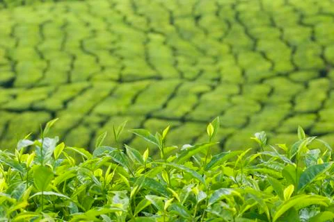 Tea plantation Stock Photos
