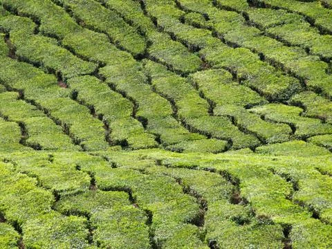 Tea plantation 스톡 사진