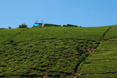 Tea plantation Stock Photos