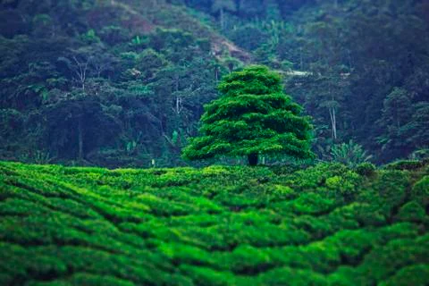 Tea plantation Stock Photos