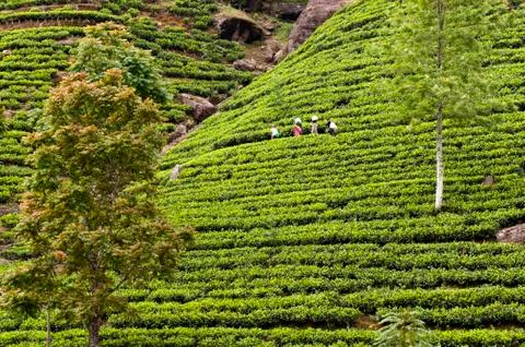 Tea plantation Foto stock