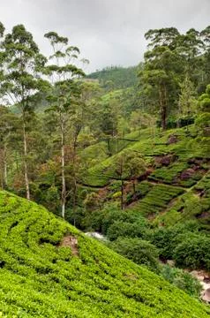 Tea plantation Stock Photos