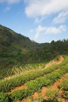 Tea plantation Stock Photos