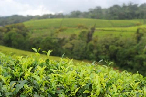 Tea plantation Stock Photos
