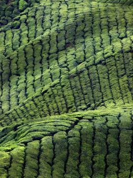 Tea plantation Stock Photos