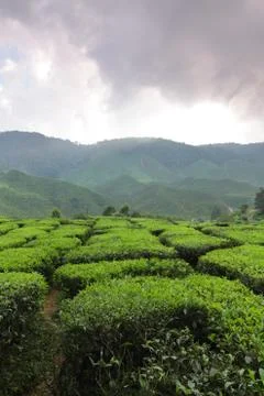 Tea plantation Stock Photos