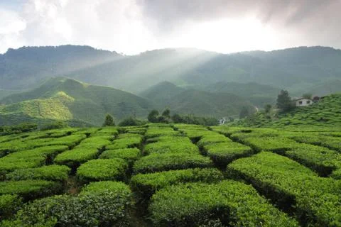 Tea plantation Stock Photos