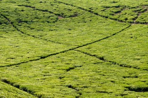 Tea plantation Stock Photos