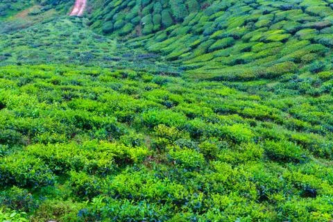 Tea plantation Stock Photos