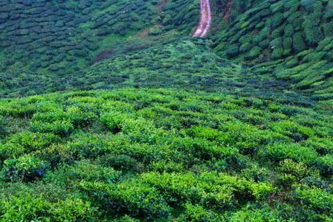 Tea plantation Stock Photos