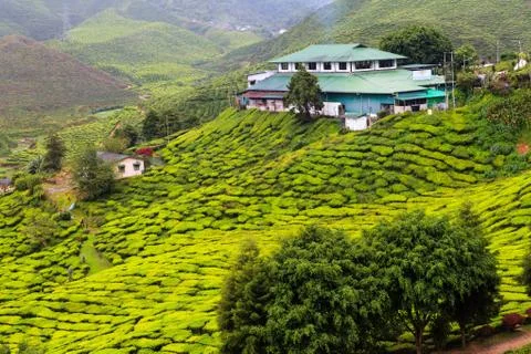 Tea plantation Stock Photos