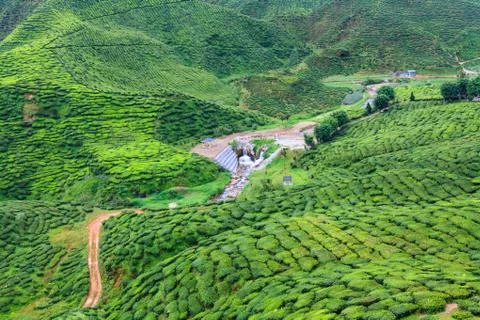 Tea plantation Stock Photos