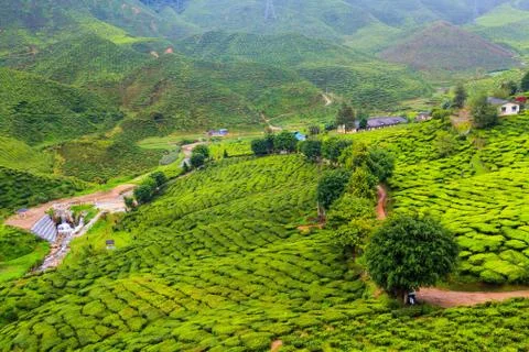 Tea plantation Stock Photos