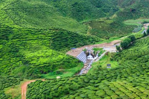 Tea plantation Stock Photos