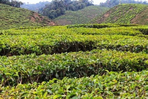 Tea plantation Stock Photos