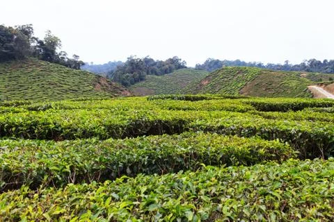 Tea plantation Stock Photos
