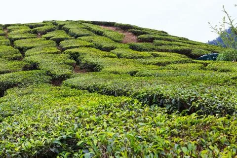 Tea plantation Stock Photos