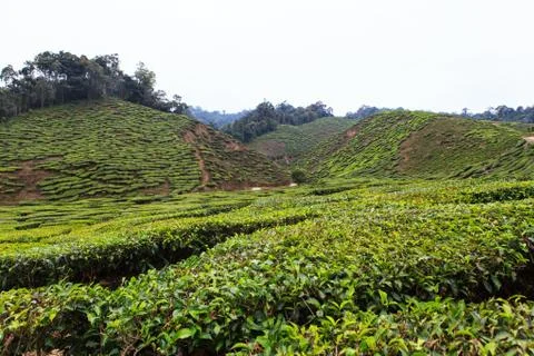 Tea plantation Stock Photos