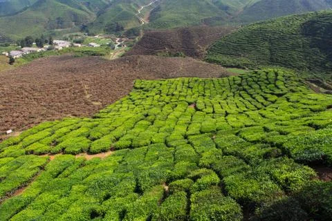Tea plantation Stock Photos
