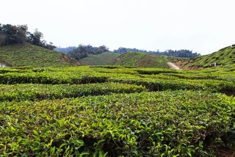 Tea plantation Stock Photos