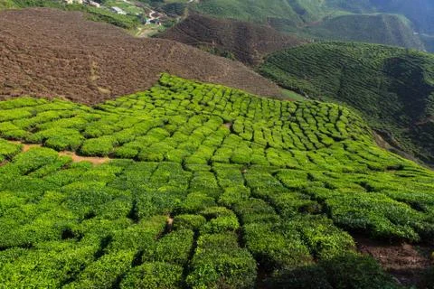 Tea plantation Stock Photos