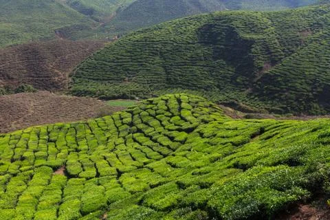 Tea plantation Stock Photos