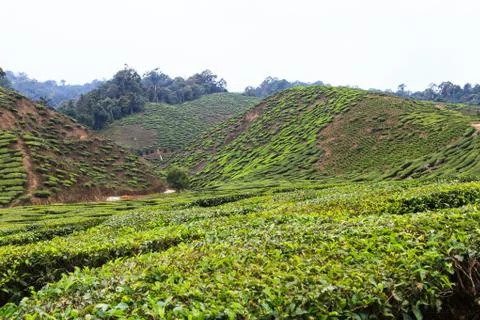 Tea plantation Stock Photos