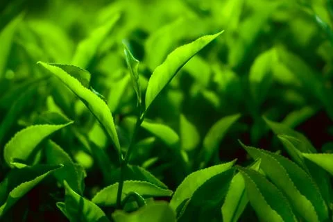 Tea plantation Stock Photos