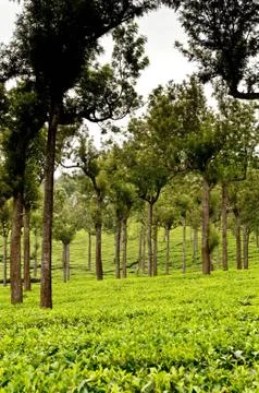 Tea Plantation Stock Photos