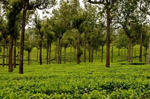 Tea Plantation Stock Photos