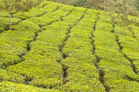 Tea Plantation Stock Photos